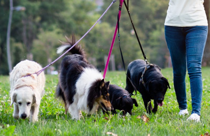 Dog Walking