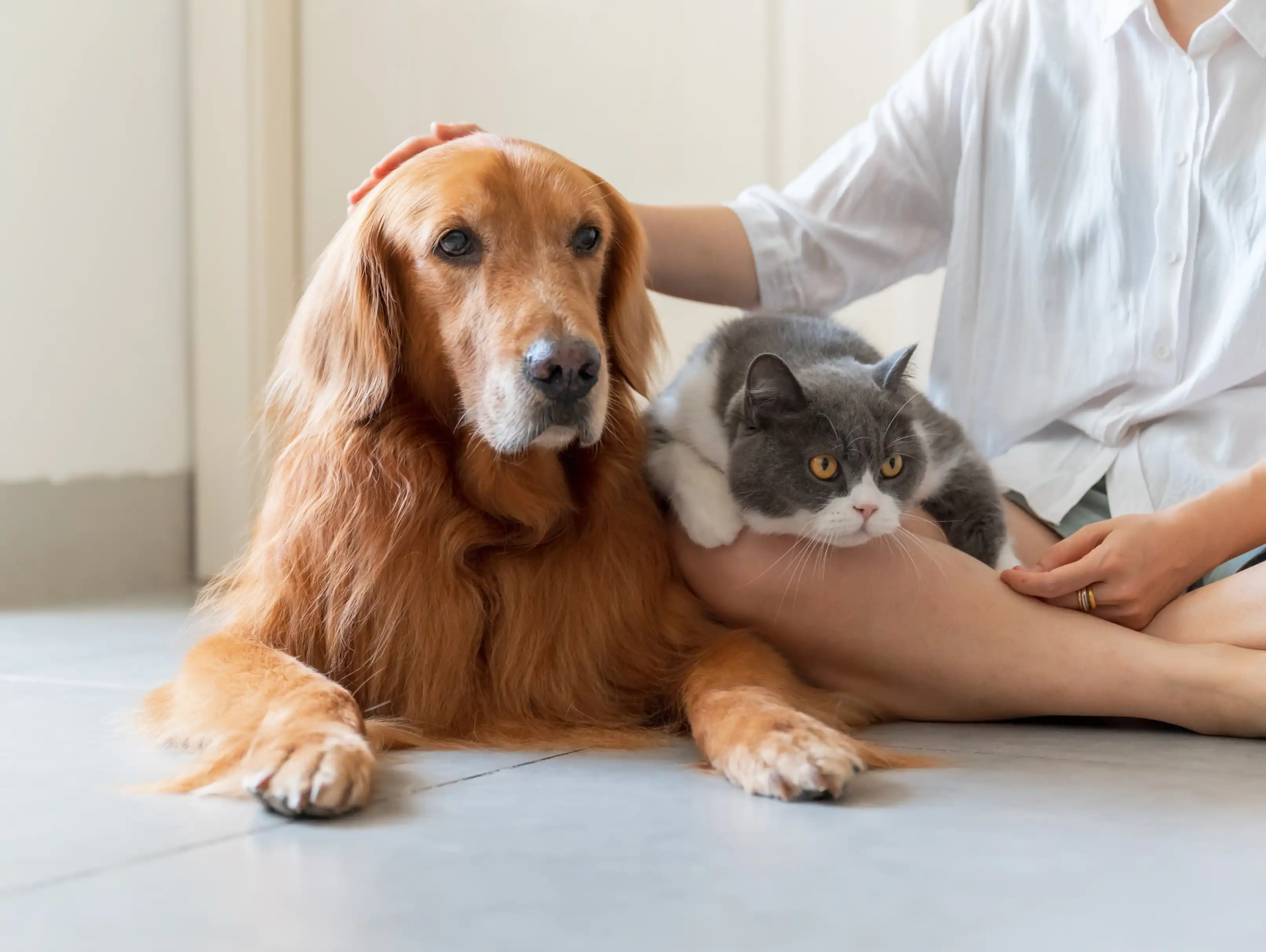 Pet Sitting